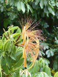 Image result for Pachira glabra