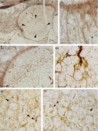 Image result for Selago lacunosa