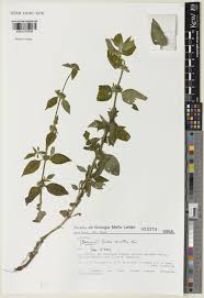 Image result for Hexasepalum sarmentosum