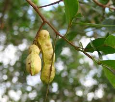 Image result for Inga