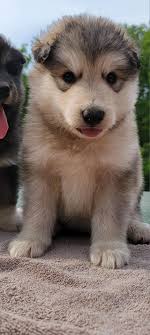 McCray's Alaskan Malamutes