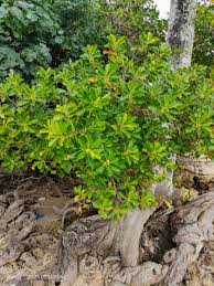 Image result for Excoecaria