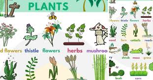 Plant Names List Of Common Types Of Plants And Trees Plants Vocabulary Trees Name In English Plants