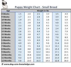 Pitbull Dog Weight Chart Www Bedowntowndaytona Com