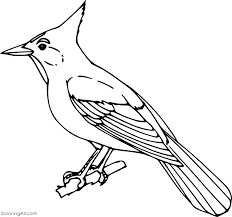 Download Blue Jay Coloring Pages Coloringall