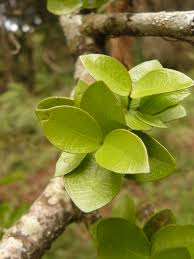 Image result for Strychnos henningsii