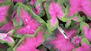 Open 7 days a week. 8 Summer Blooming Bulbs To Plant Now In Houston Plants For All Seasons Since 1973