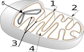 The starting reactants in cellular respiration are glucose and oxygen. How Does The Mitochondria Produce Energy For The Cell
