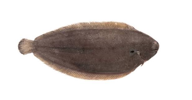 Atlantis of Kilmore Quay | Whole Fresh Wild Irish Black Sole
