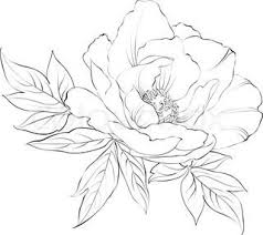 Peony Flower Line Drawing Sketch Coloring Page Flower Line Drawings Peony Drawing Flower Sketches