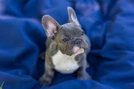 Consistent nail trimming and toothbrushing are recommended with all dogs, so starting this early and getting. Blue French Bulldog Breed Info 5 Must Know Facts Perfect Dog Breeds