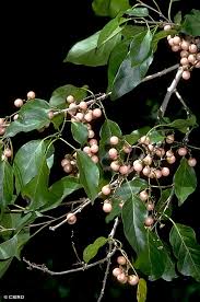 Image result for Cordia