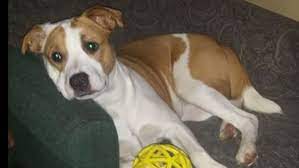Lets bring them home one dog at a. Never A Lost Cause P E I Lost Pet Network Brings Hope For Families Missing Pets Cbc News