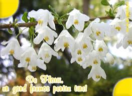 In momentul in iti scrie o persoana care nu se afla in lista ta de prieteni, vei primi o notificare la sectiunea message request. FelicitÄƒri Florii Facebook Cele Mai Frumoase Poze Cu Flori Pentru Cei Cu Nume De Floare