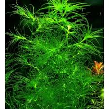 Image result for Najas graminea