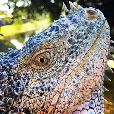 4,275 likes · 5 talking about this · 45 were here. Iguana Removal Service Serving Boca Raton Fort Lauderdale Miami And Surrounding Areas