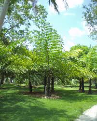 Image result for Caryota