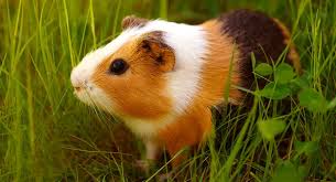 We did not find results for: American Guinea Pig Breed Information A Complete Guide