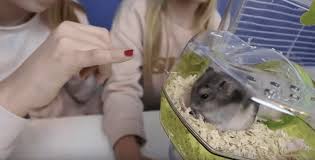 However, many are captured by owls, foxes and other predators so they die very young, greatly reducing their life expectancy. We Got Dwarf Hamsters For Christmas