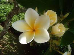 Plumeria Google Search Plumeria Flowers Flower Photos Plumeria