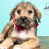 Adopt yorkie dogs in ohio. 3