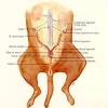 Looking at the anatomy of the internal structures of the female reproductive system, i've split this into two parts. Https Encrypted Tbn0 Gstatic Com Images Q Tbn And9gcqrg9lmzawxfqkmksmzmu2xoq3wjfzgnbcr0eimcbuo7gm17lps Usqp Cau