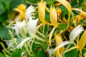 Check spelling or type a new query. Japanese Honeysuckle Plant Care And Growing Guide