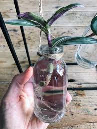 Lay your cuttings on the soil. Water Propagation Tradescantia Wolves In London