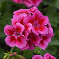 Image result for Pelargonium
