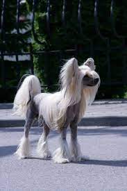 Maybe you would like to learn more about one of these? Chinese Crested Chinese Crested Dog Chinese Crested Cute Cats And Dogs