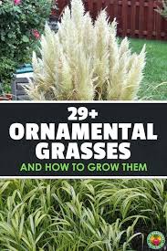 Ornamental grasses are grasses grown as ornamental plants. 29 Ziergraser Und Wie Man Sie Anbaut Gardening Anbaut Gardening Man Sie Und Ornamental Grass Landscape Grasses Landscaping Tall Ornamental Grasses
