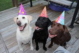 Labrador Birthday Wishes It S A Lab Thing Happy Birthday Dog Dog Birthday Wishes Happy Birthday Labrador