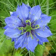 Blue Flower Nigella Unusual Flowers Beautiful Flowers Amazing Flowers