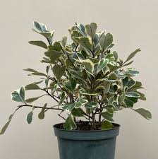 Image result for Ficus triangularis