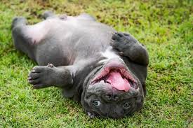 The american bully has a short, close, stiff to the touch and glossy coat. American Bully Aussehen Charakter Haltung Zooplus