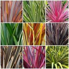 We did not find results for: New Zealand Flax Forest Farm Peace Garden