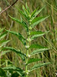 Image result for Rumex lanceolatus