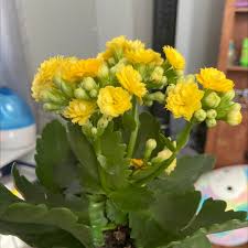 How To Save Dying Kalanchoe - A Journey - Youtube