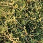 Image result for Heliotropium zeylanicum