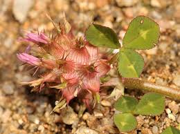 Image result for Trifolium spumosum