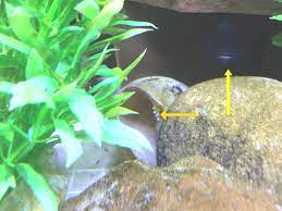 Eggs In The Aperture The Cichlid Stage