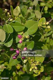 Image result for Syzygium cordatum