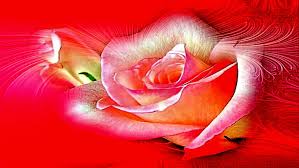 New facebook vip account featured photos download cool stylish love featured photos for fb 2021 hello friends aaj ke. 1360x768px Free Download Hd Wallpaper Heart S Of Love Gorgeous Roses Caring Cool Warm Loving Wallpaper Flare