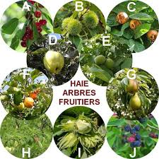 Epingle Sur Jardin Potager