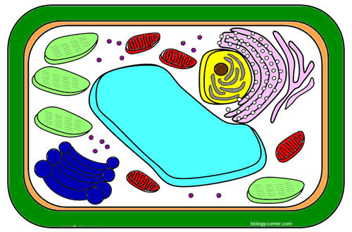 Color a Plant Cell and Identify Functions Color a Typical Plant Cell