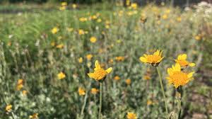 Image result for Eriospermum seineri