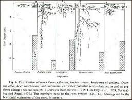 how deep do tree roots grow deeproot blog