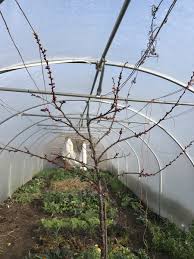 National polytunnels | national polytunnels are leading uk designers, manufacturers and suppliers of polytunnel structures to growers, garden centres & livestock producers. My Polytunnel In Early March Stephanie Hafferty