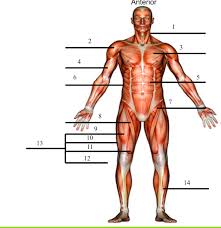 Learn vocabulary, terms, and more with flashcards, games, and other study tools. Health Muscle Anatomy Anterior 1 6 Diagram Quizlet