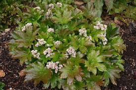 Its overall growth habit is rounded, and equally tall as it is wide at 3 ft. Find Plants Page 138 Wholesale Nursery Supplies Plant Growers In Oregon Nursery Guide